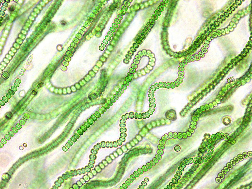tảo lam