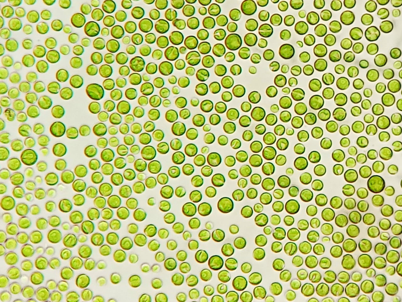 tảo lục đơn bào trong ao nuôi tôm