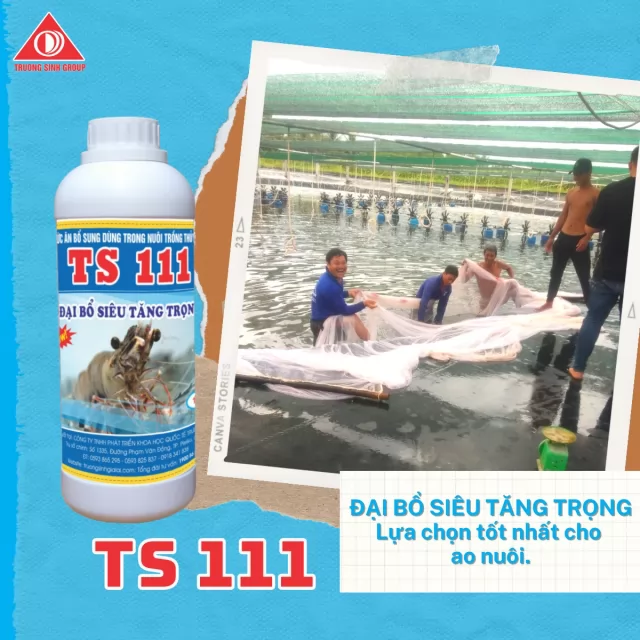 TS 111 - Đại bổ siêu tăng trọng