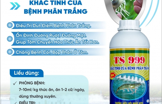 Nỗi lo trong nuôi tôm: Bệnh phân trắng 