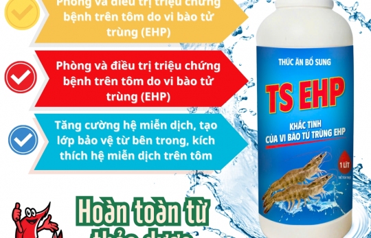 BẢO VỆ AO TÔM TRƯỚC DỊCH BỆNH EHP VỚI GIẢI PHÁP THẢO DƯỢC TỪ TRƯỜNG SINH GROUP