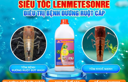 CÁCH TRỊ DỨT ĐIỂM TÔM ĐỨT KHÚC, LỎNG RUỘT VỚI SIÊU TỐC LENMETESONRE