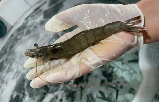 Tôm Việt Nam “nhẹ gánh” thuế quan tại Mỹ: Cơ hội bứt phá mạnh mẽ năm 2026