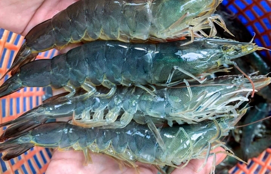 Biến động Trung Đông: Thách thức và 