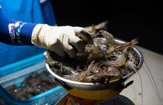 THUẾ QUAN “DẬY SÓNG”: TƯƠNG LAI BẤT ĐỊNH CỦA THỊ TRƯỜNG TÔM TOÀN CẦU NĂM 2026