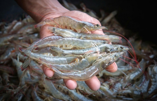 Phòng Chống Dịch Bệnh Trên Tôm: Chủ Động Từ Đầu Vụ Để Bảo Vệ Hiệu Quả Năng Suất Nuôi