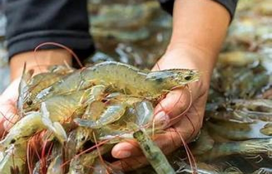 PHÓ THỦ TƯỚNG CHÍNH PHỦ CHỈ ĐẠO THÁO GỠ RÀO CẢN, KHƠI THÔNG NGUỒN LỰC CHO DOANH NGHIỆP THỦY SẢN BỨT PHÁ