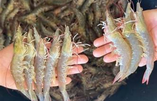 6 CƯỜNG QUỐC TÔM THẺ CHÂN TRẮNG: CUỘC ĐUA CÔNG NGHỆ, CHẤT LƯỢNG VÀ GIÁ TRỊ GIA TĂNG