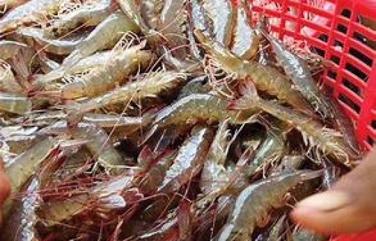 GIÁ TÔM NGÀY 15/10/2026: THỊ TRƯỜNG BIẾN ĐỘNG TRÁI CHIỀU, TÔM SÚ CỠ 25 ĐẠT 115.000 ĐỒNG/KG