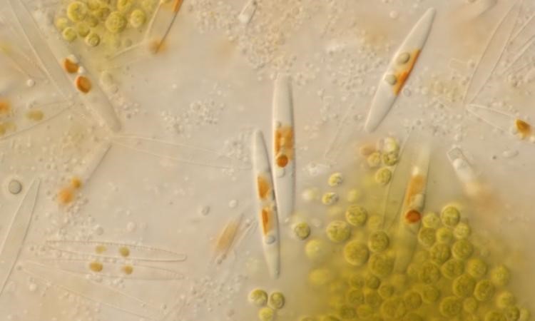 tảo silic tảo khuê